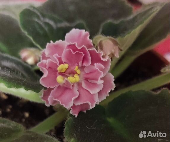 Фиалка в горшках