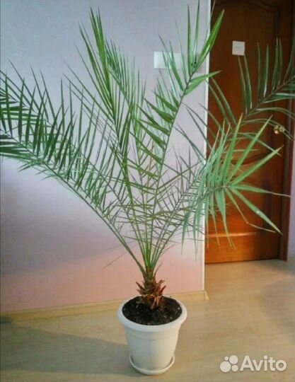 Набор:орхидея (детка), стапелия, финиковая пальма