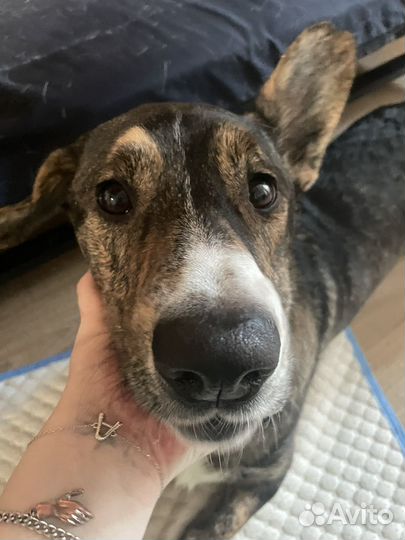 Выгул собак, зооняня, ситтер