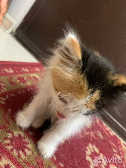 Котенок в добрые руки