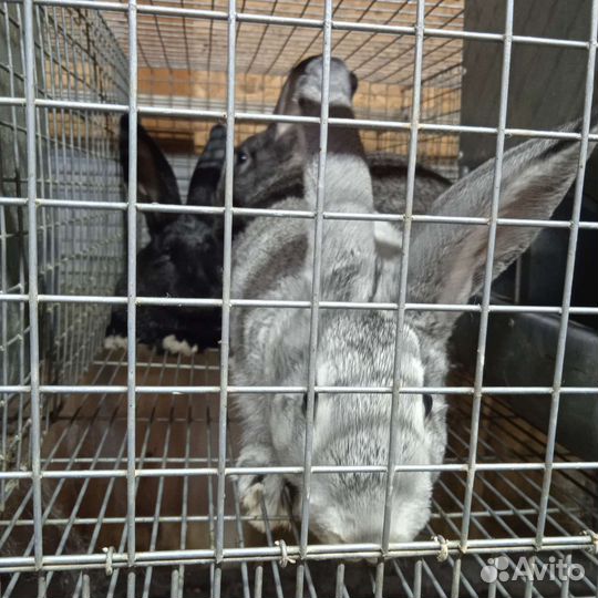 Продам кроликов на племя