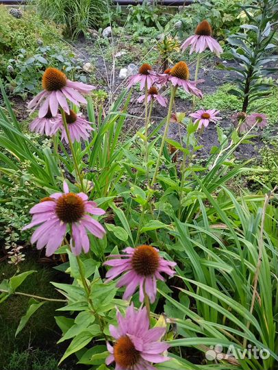 Зверобой посконник горноколосник шалфей ромашка
