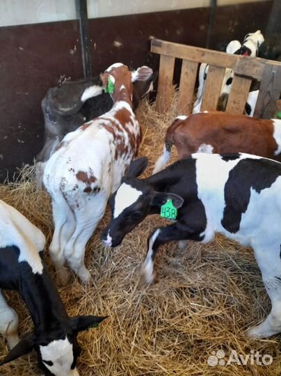 Телята доставка бесплатно