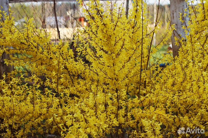 Декоративные кустарники