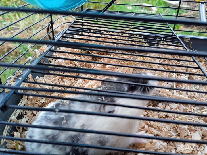 Хомяк с клеткой