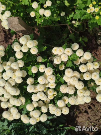 Тысячелистник, хризантема 