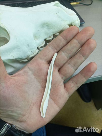 Бакулюм Волка (косточка в пенисе)