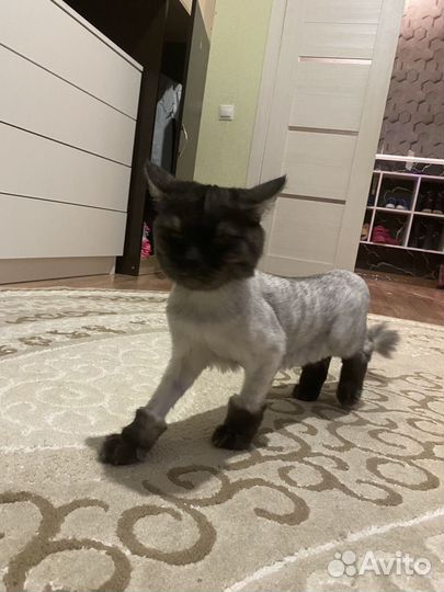 Кошечка бесплатно