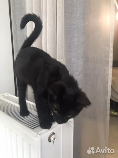 Котята в добрые руки бесплатно