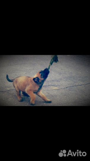 Дрессировка собак кинолог