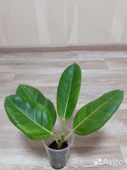 Король Сиама/Бенгальский тигр/Цикламен евр