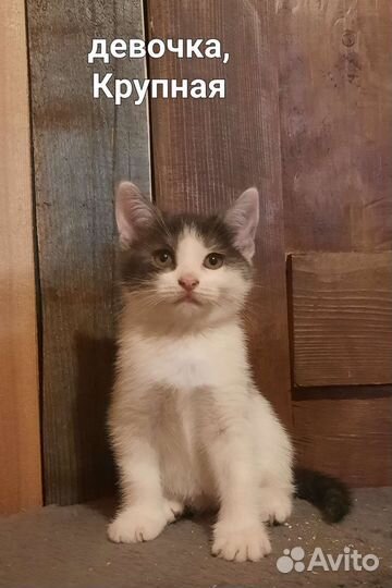 Вислоухие котята