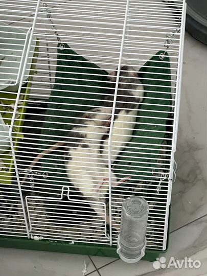 Крысы дамбо бесплатно