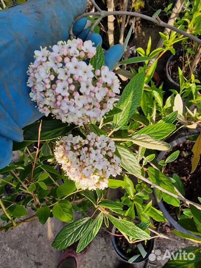 Калина декоративная 4 сорта