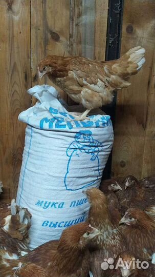 Куры-несушки