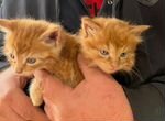 Маленькие лучики добра (рыжие котята, 3-6 месяцев)