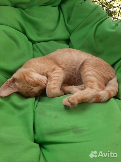 Котята в добрые руки бесплатно