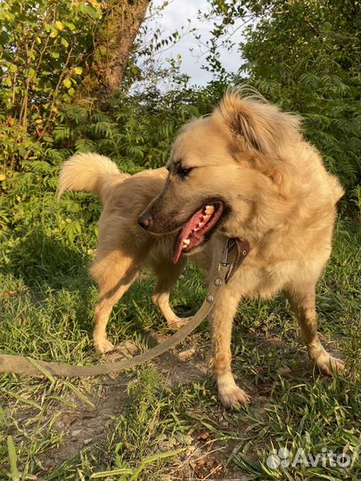 Лайма собака-улыбака