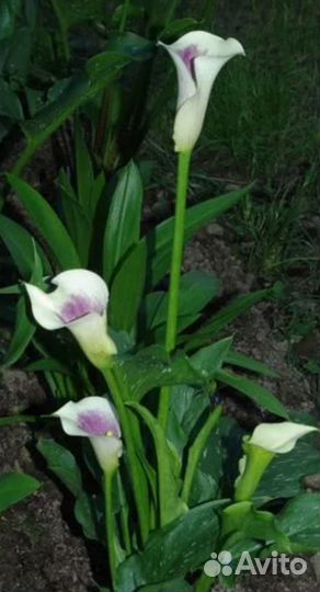 Калла Пикассо