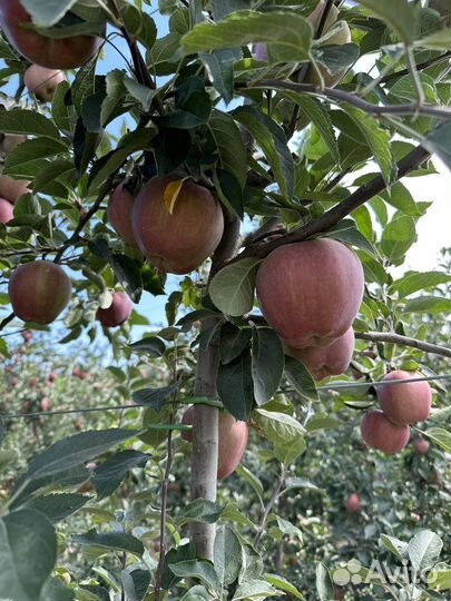 Яблоки сорта Местар