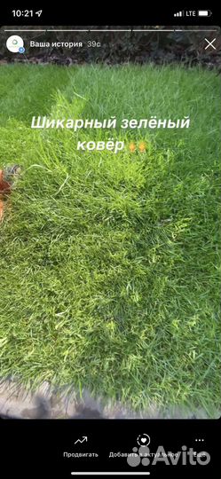 Рулонный газон с укладкой