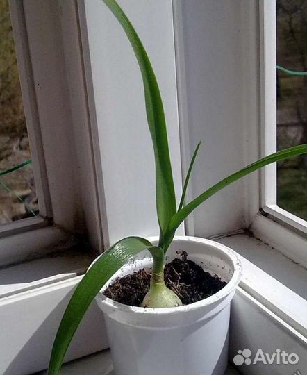 Растение золотой ус