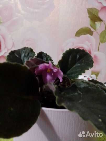 Фиалка с горшком (1 литр с автополивом)