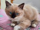 Котята сиамской кошки в добрые руки объявление продам