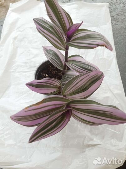 Традесканция