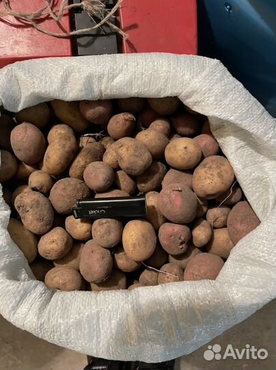 Картошка мелкая