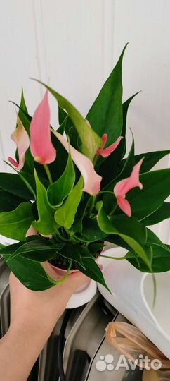 Антуриум лилли