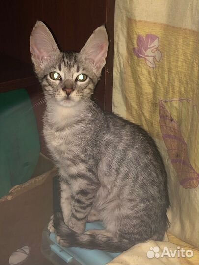 Бенгальская, Саванна котёнок