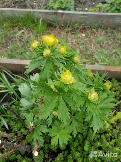 Купальница культурная Лемон Квин цветы