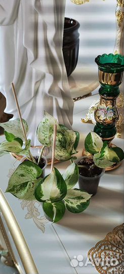 Сциндапсус Хеппи Лиф