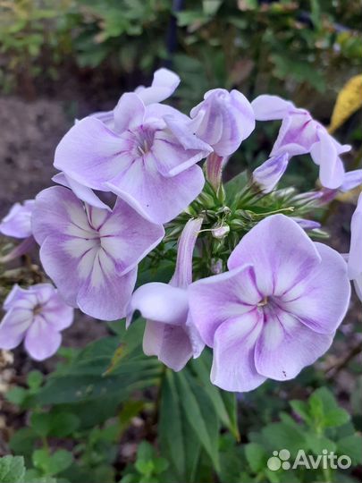 Флоксы саженцы