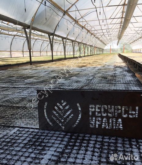 Сеянцы сосна ель зкс закрытая корневая система окс