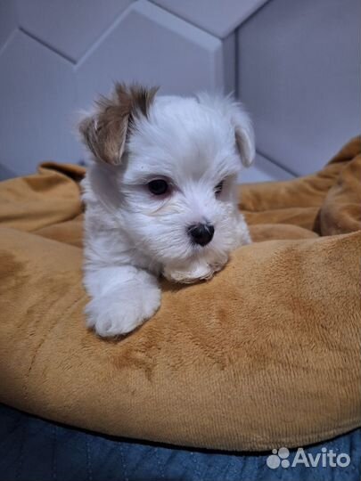 Бивер йорк девочки