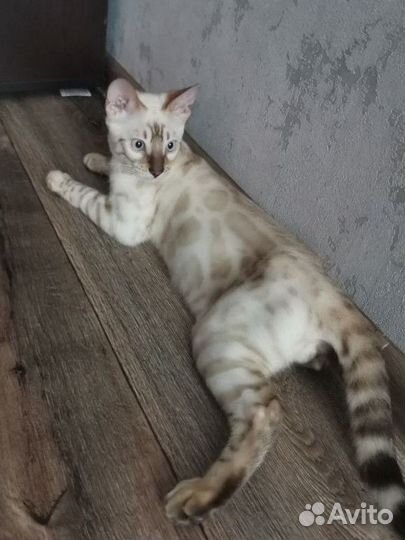 Бенгальский котенок