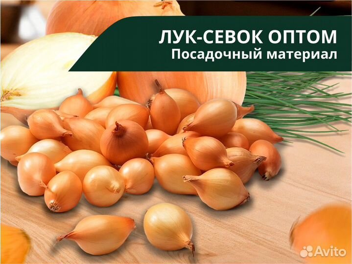 Лук севок оптом