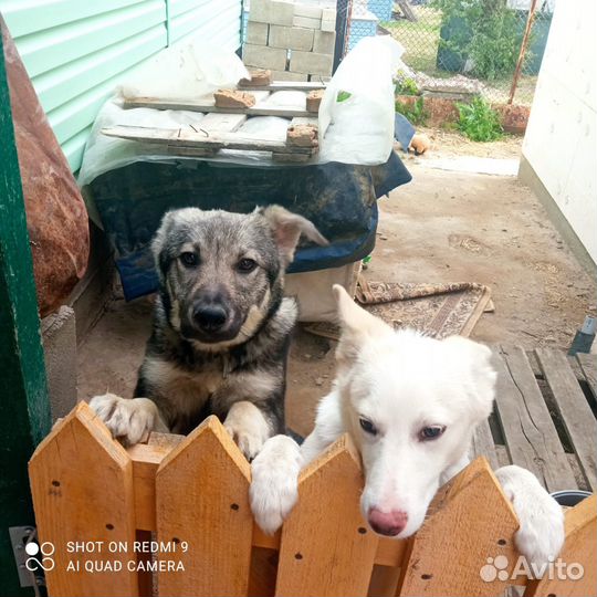 Собака в добрые руки отдам бесплатно