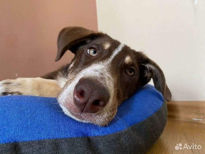 Щенок в добрые руки