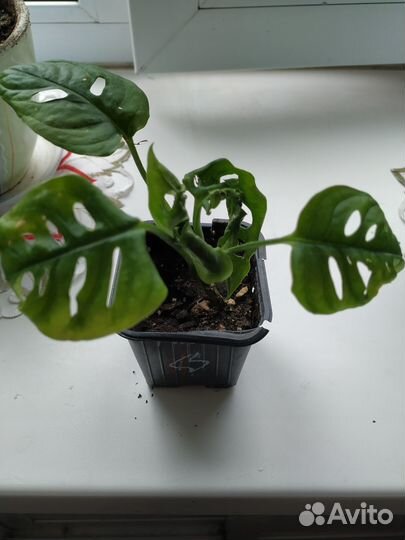 Монстера Адансона, фикус Бенджамина