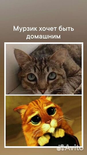 Коты в добрые руки