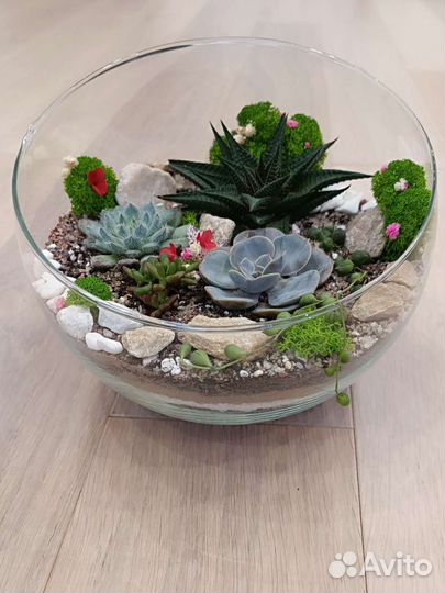 Флорариум суккуленты