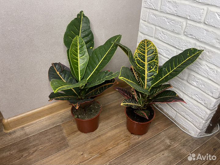 Кодиеум кротон комнатные цветы