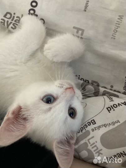 Породистый котенок