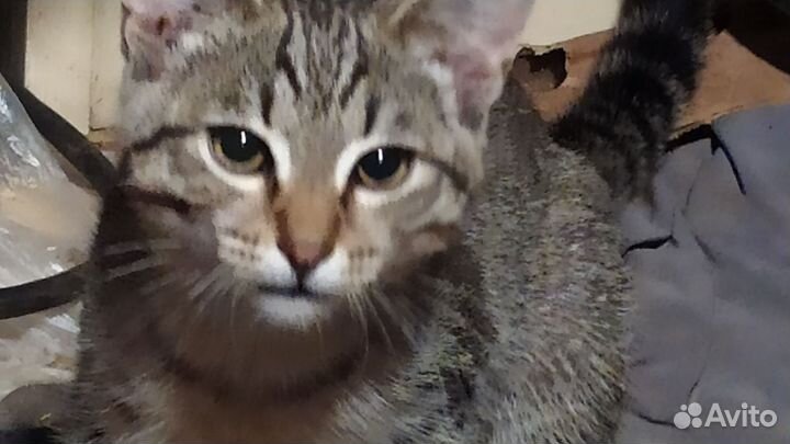 Кошки