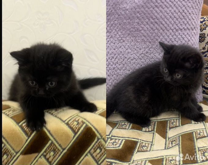 Продам шотландских котят