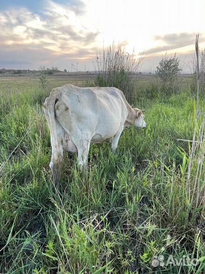 Корова дойная с теленком