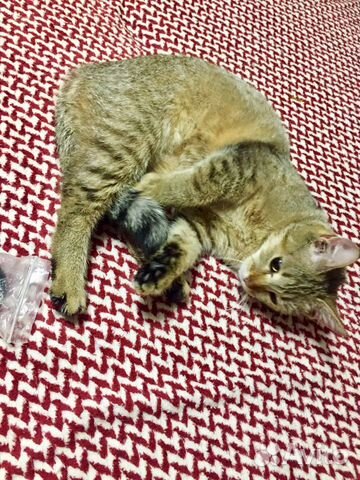 Абиссинская кошка бесплатно объявление продам